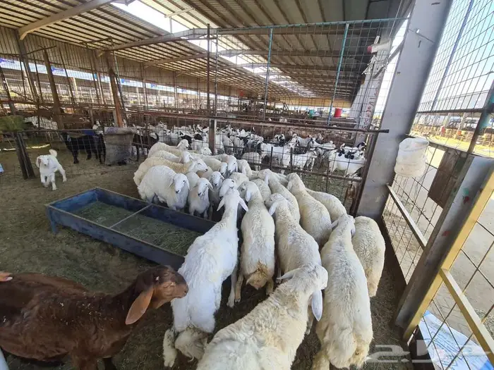 عقيقة حري مع الذبح والتقطيع والتوصيل ب 1600 ريال 1