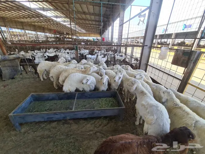 عقيقة حري مع الذبح والتقطيع والتوصيل ب 1600 ريال 7