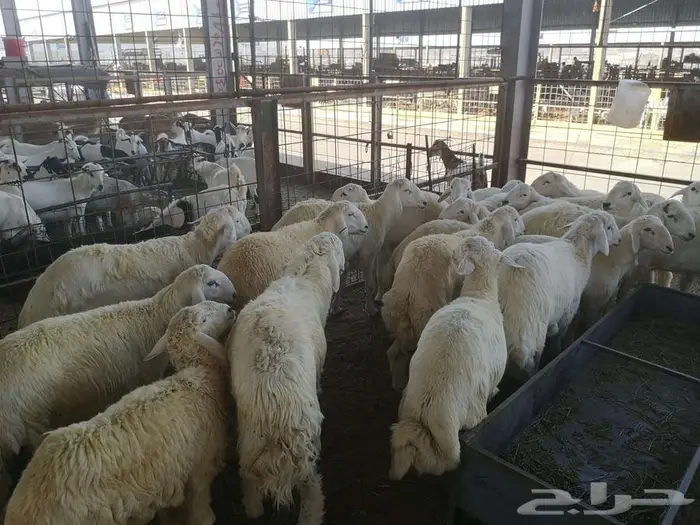 عقيقة حري مع الذبح والتقطيع والتوصيل ب 1600 ريال 3