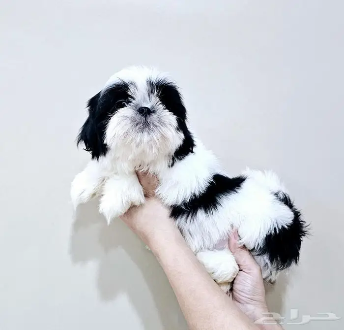 Small breeds toy size puppy available for sale 0