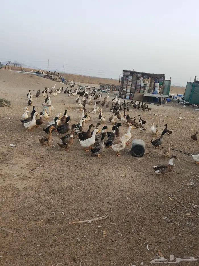 بط بري 7