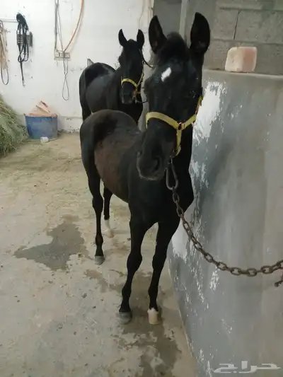 للبيع مهر شعبي 1