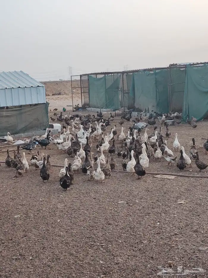 بط بري 8