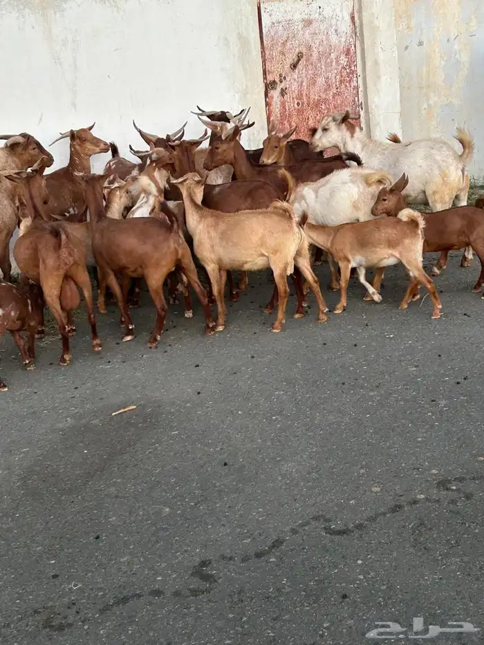 معزاء للبيع 0