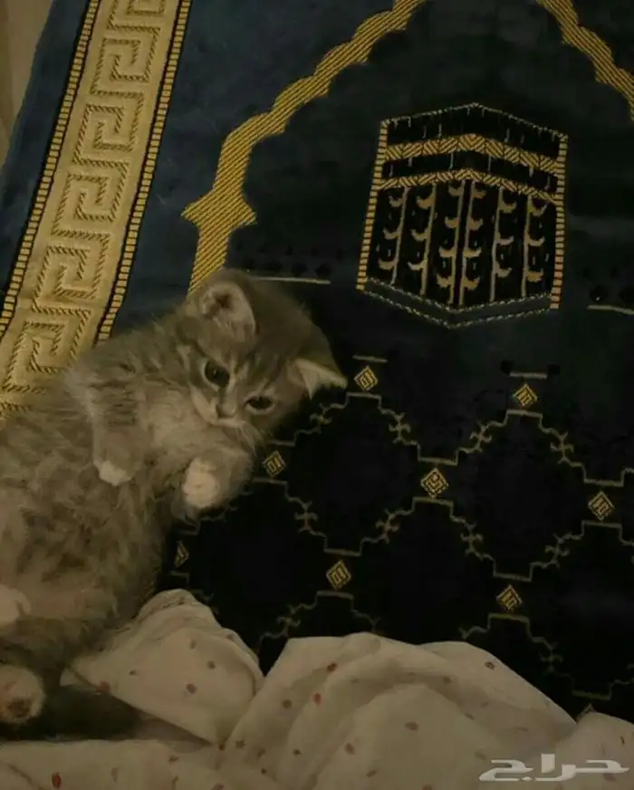 فندقة قطط 0