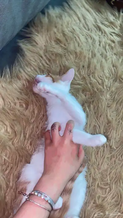 قطط 5