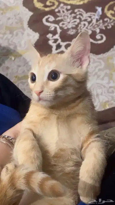 قطط 4