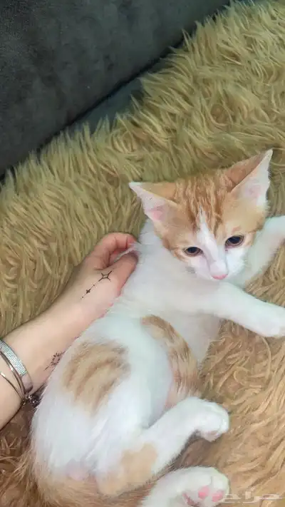 قطط 3