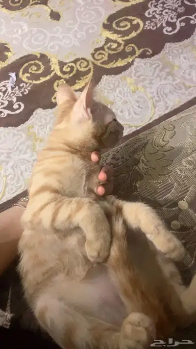 قطط 1