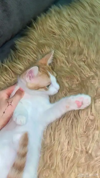 قطط 13