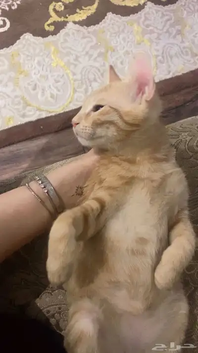 قطط 2
