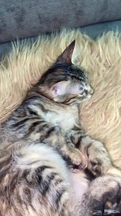 قطط 7