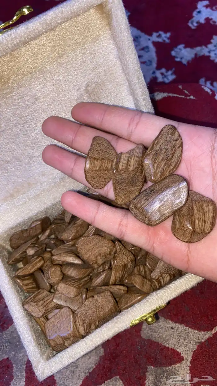 عود مروكي 0