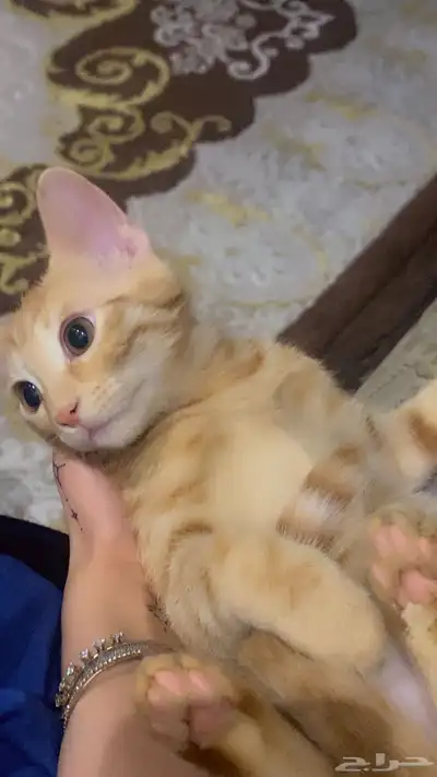 قطط 12