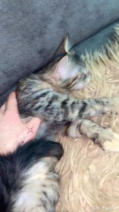 قطط 9