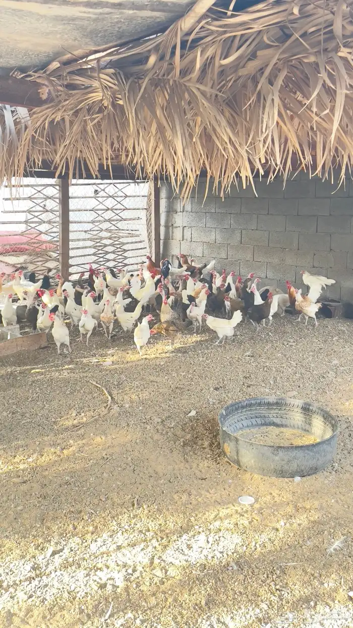 دجاج للبيع 2