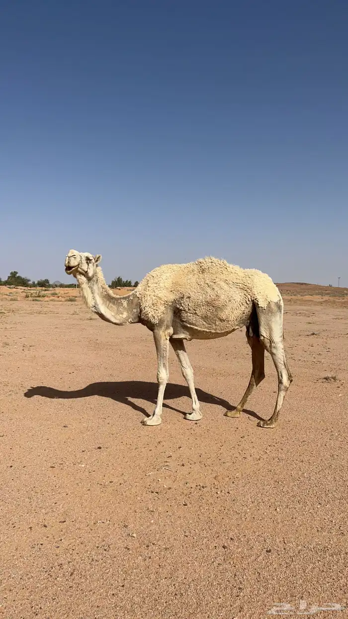 البيع خلفه 1