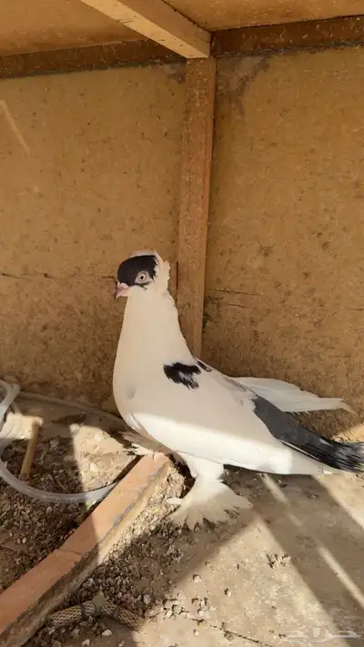 حمام لبناني وفرده سوداني index