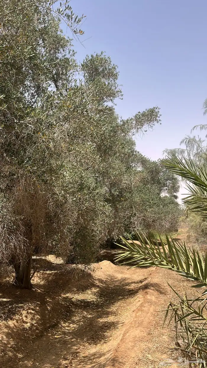اشجار زيتون كبير وصغير 7