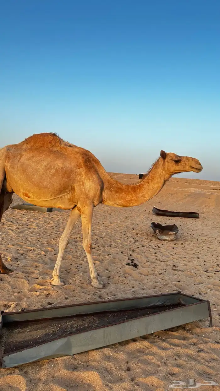 ركايب للبيع 5