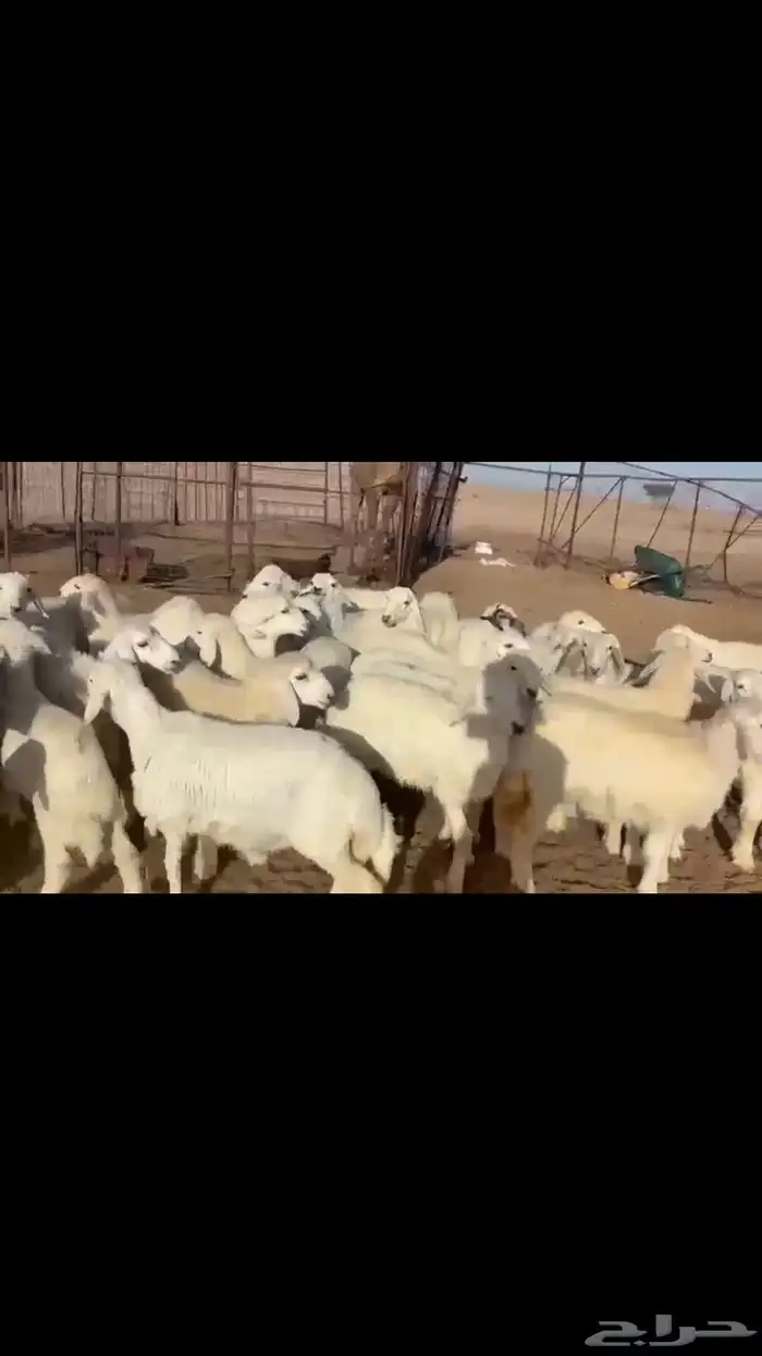 للبيع بهم حري 1