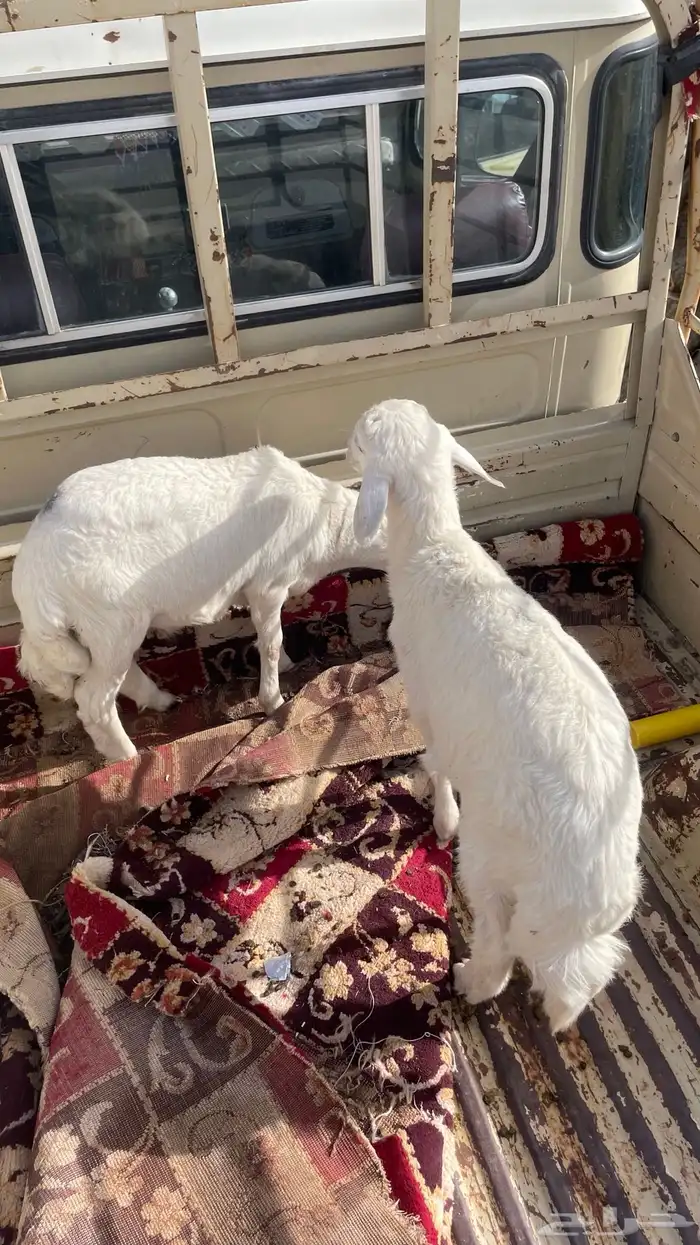 خرفان للبيع كفو 2