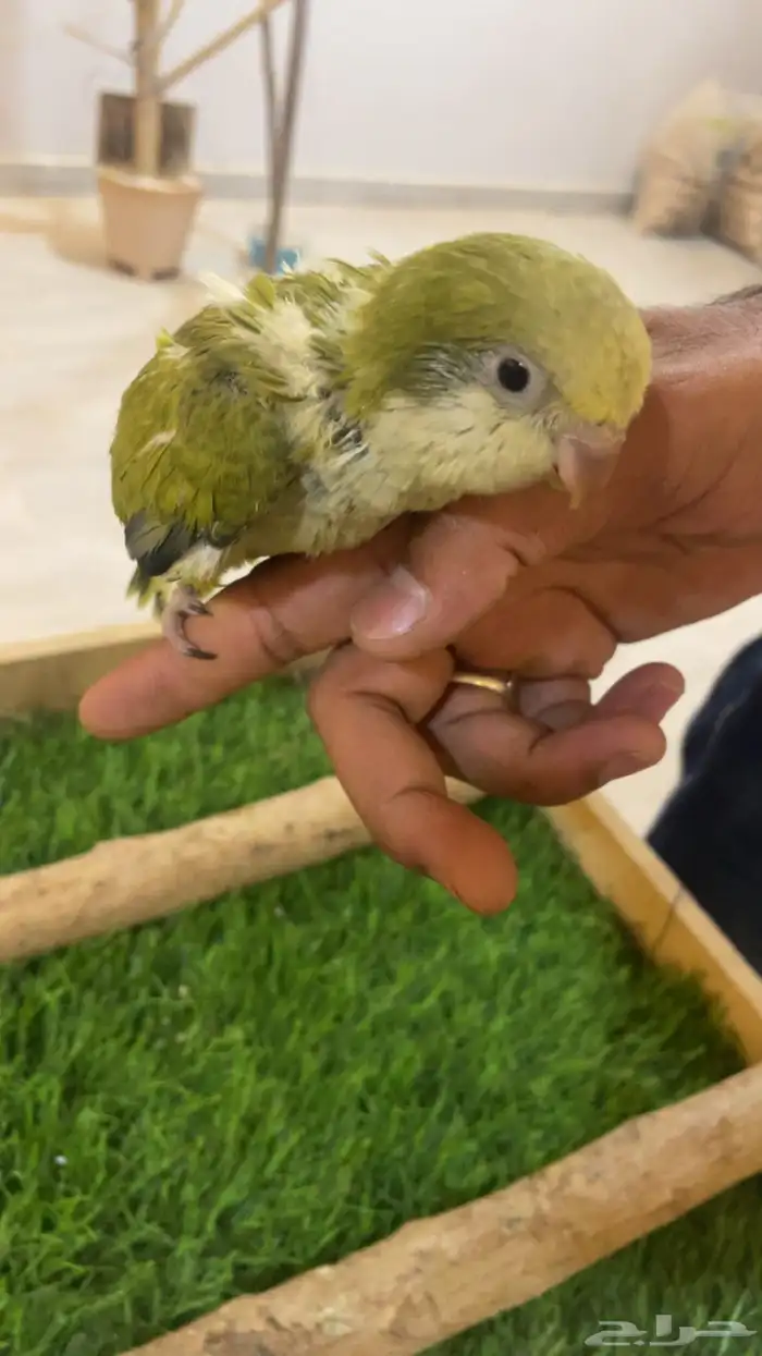 فرخ كويكر 2