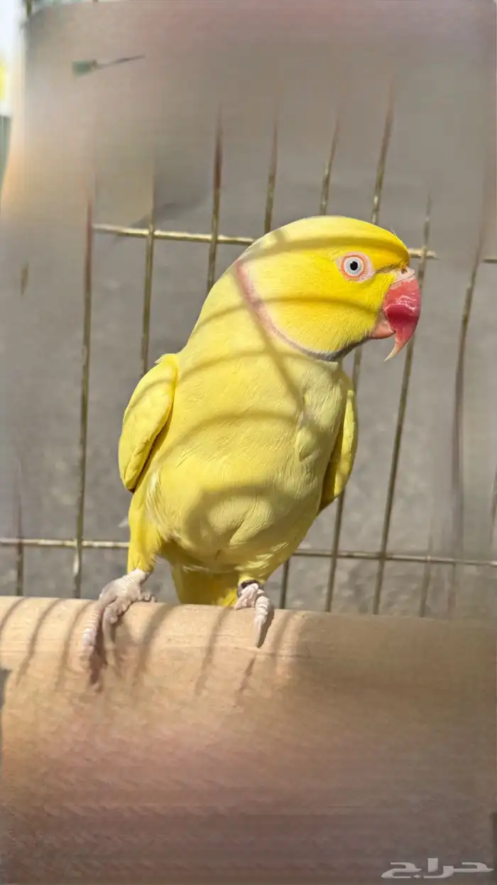 زوج دره لاتينو للبيع او للبدل 1