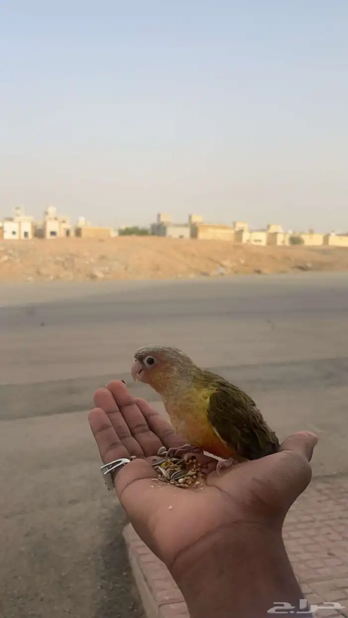 ببغا 1