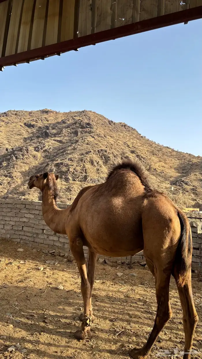 ناقه طيبه للبيع الفديو خاص واتس مع صورة لانتاجها ماشاءالله 1