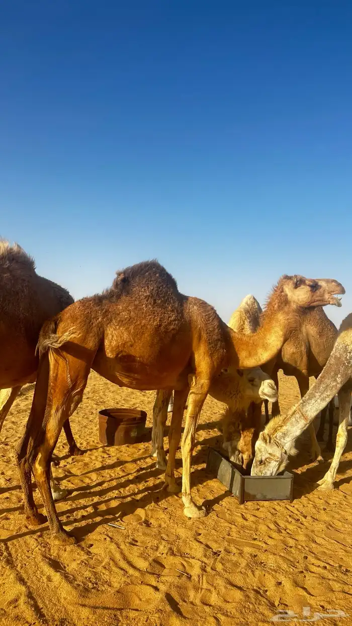 ركايب للبيع 0