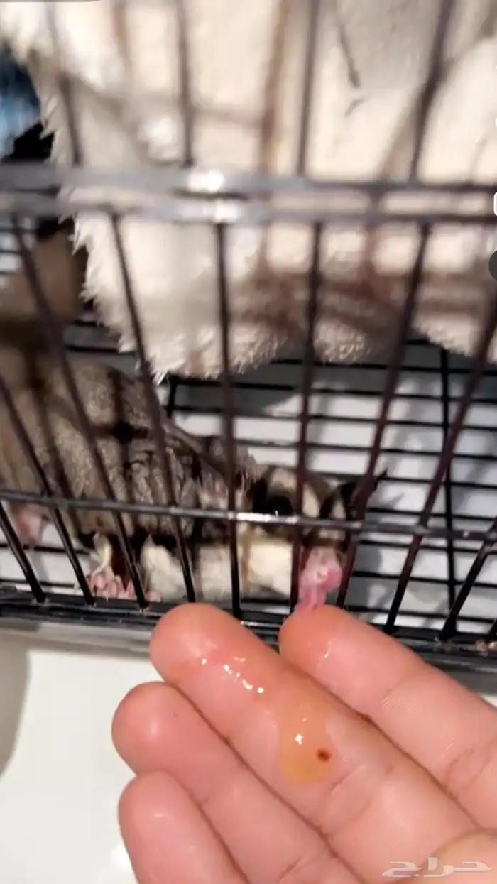 شوقر قلايدر أنثى 0