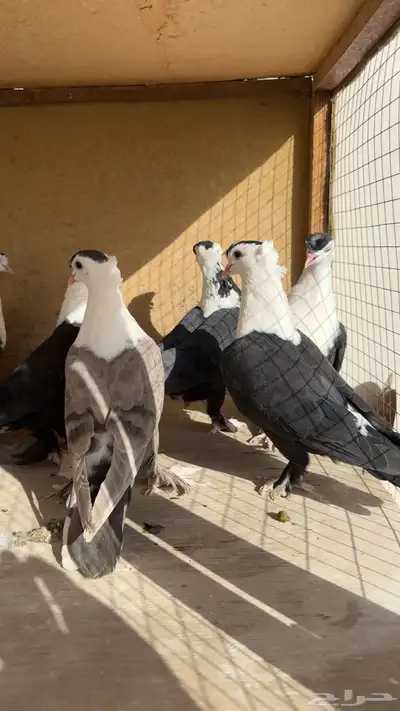 حمام لبناني وفرده سوداني index