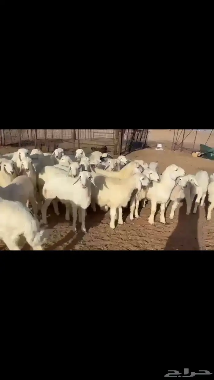 للبيع بهم حري 2