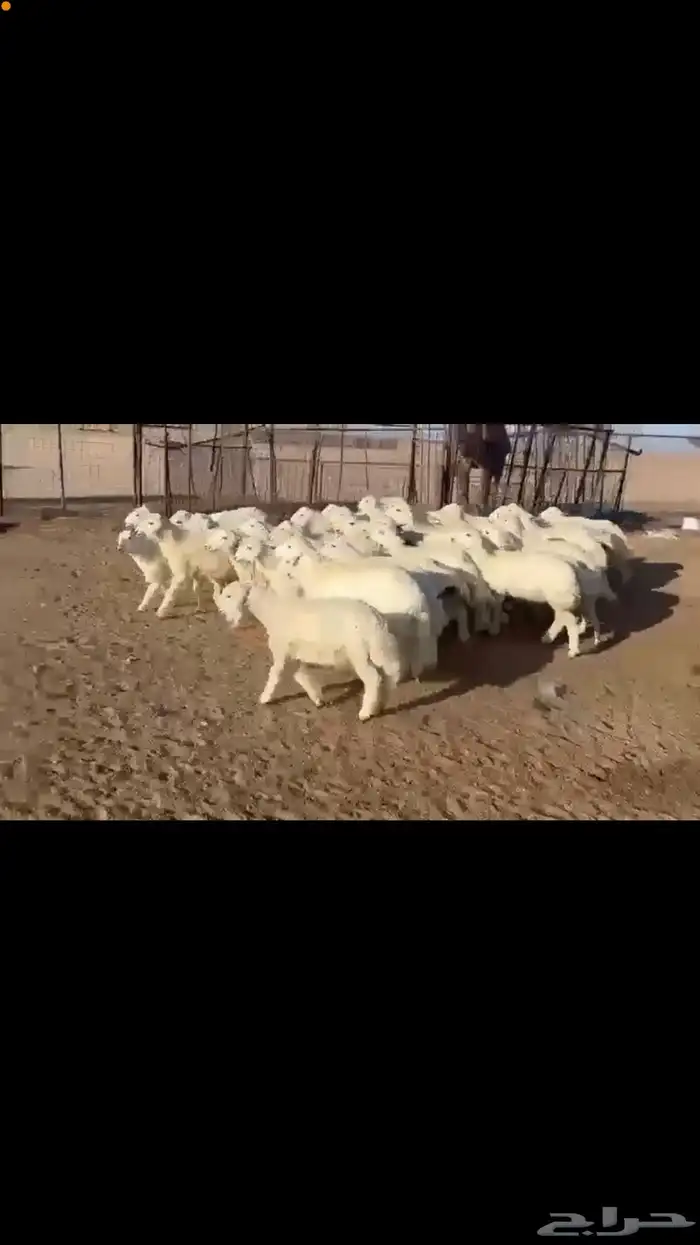 للبيع بهم حري 4