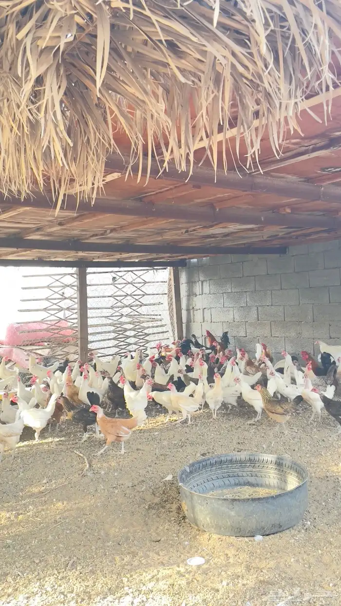 دجاج للبيع 3