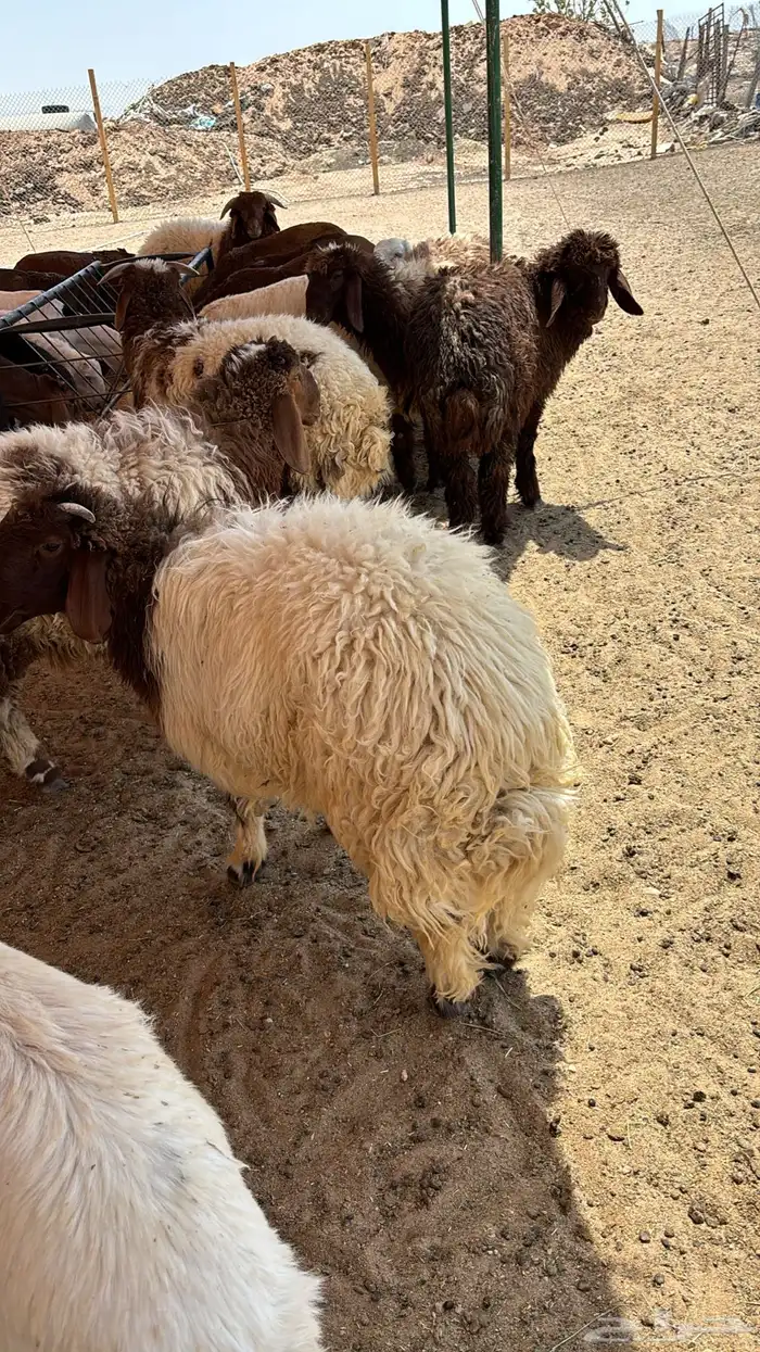 ذبايح نعيمي خرفان جبر كناور ذبائح نعيمي هرفي 6