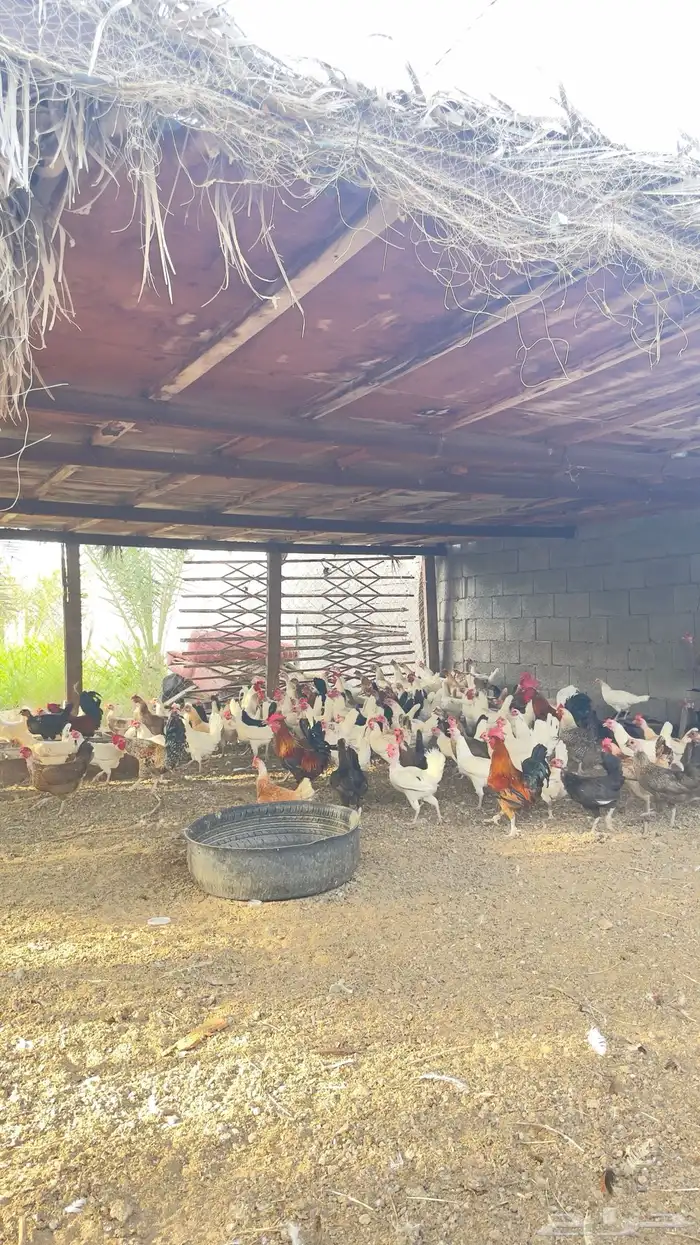 دجاج للبيع 1