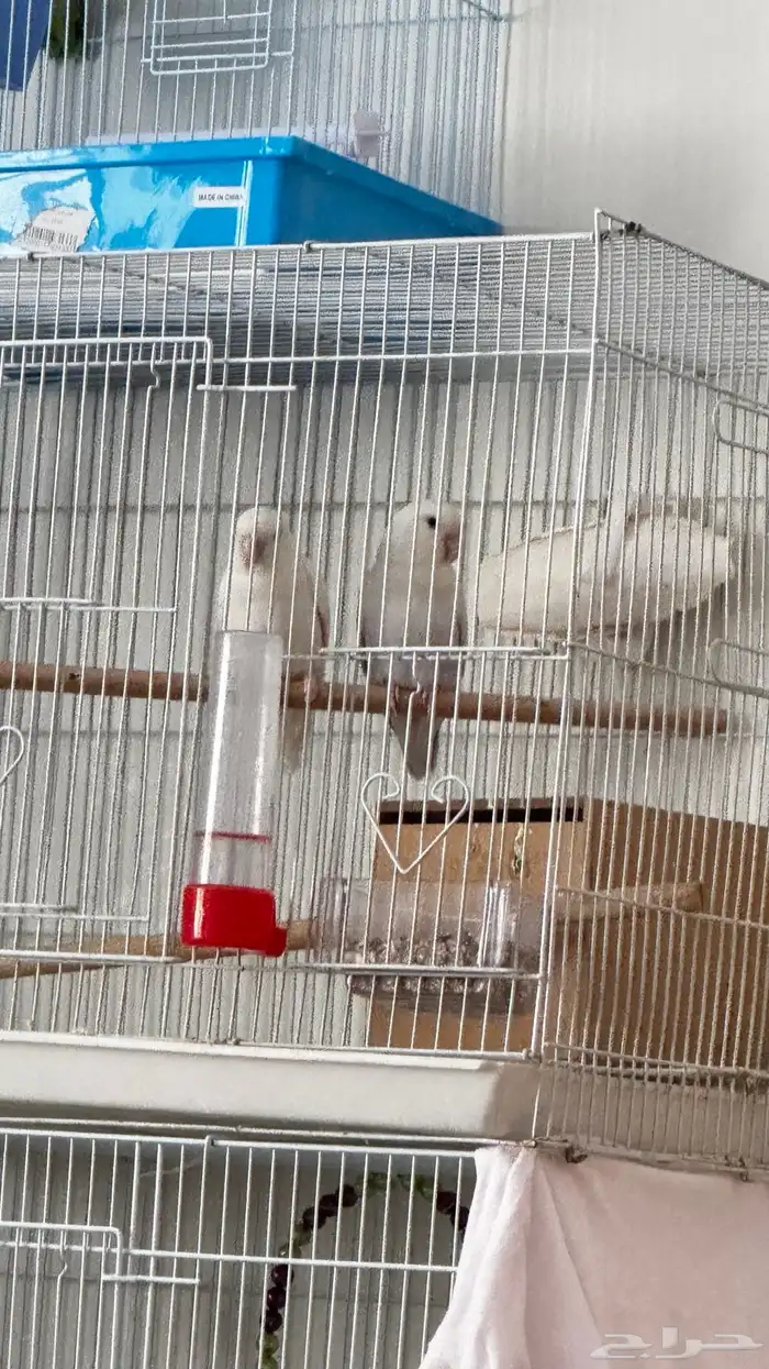 زوج روز البينو منتج مع بيض تم البيع 0