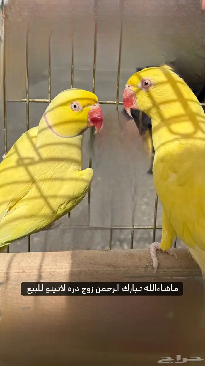 زوج دره لاتينو للبيع او للبدل 0