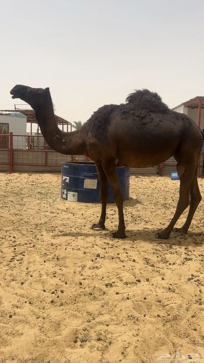 رباع حايل 2