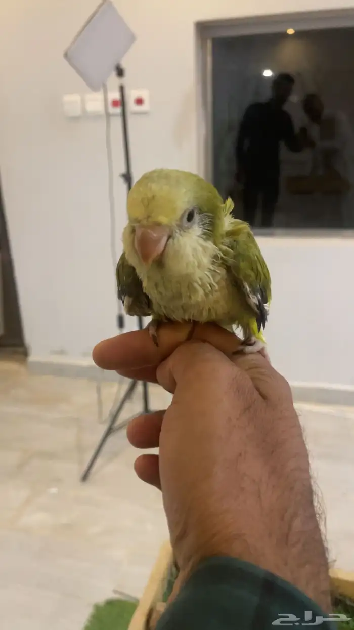 فرخ كويكر 3