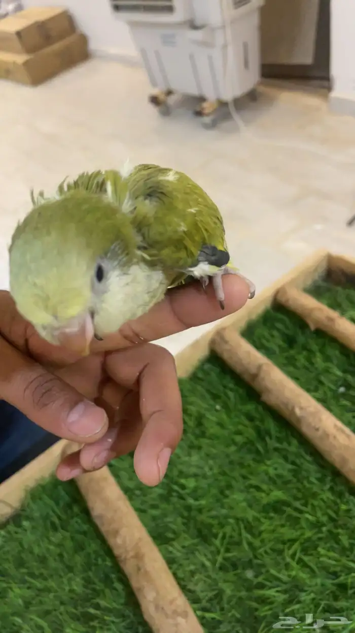 فرخ كويكر 1