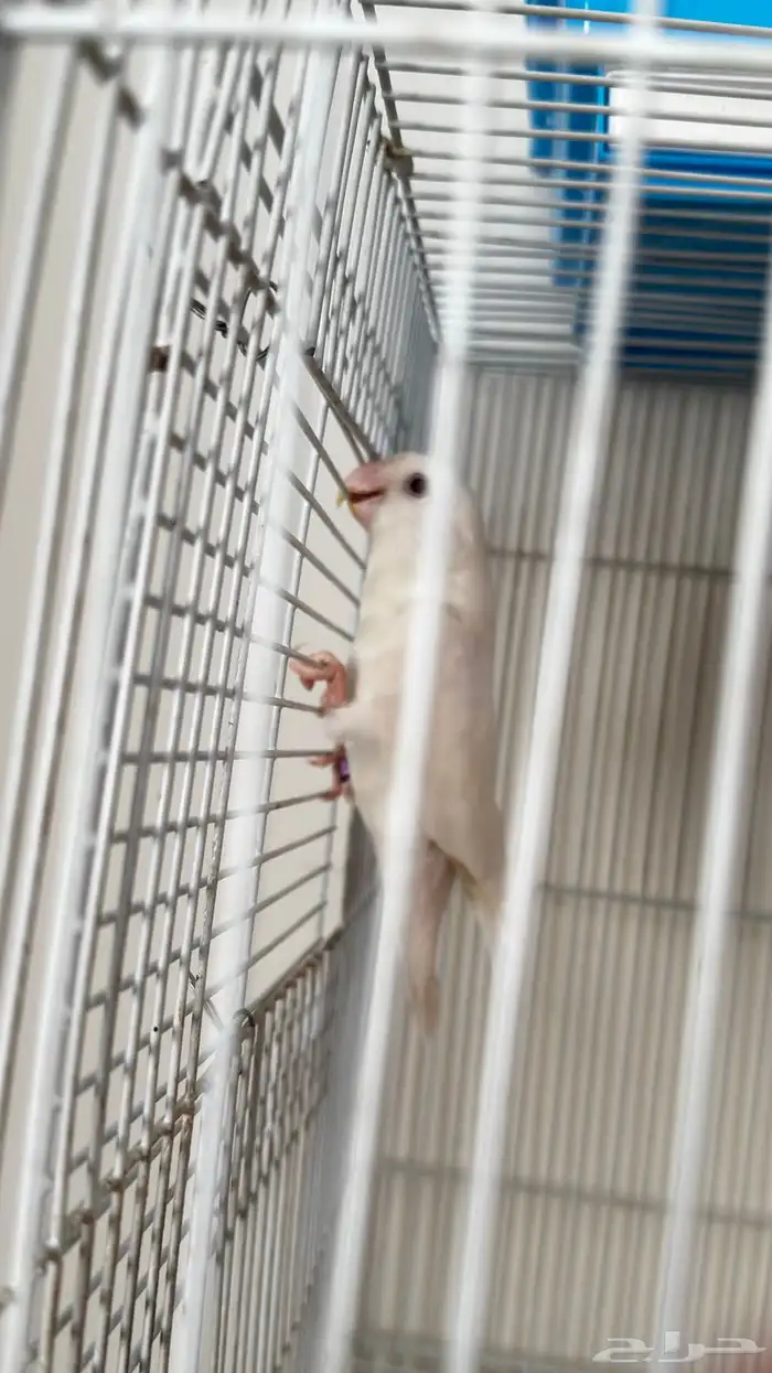 زوج روز البينو منتج مع بيض تم البيع 4