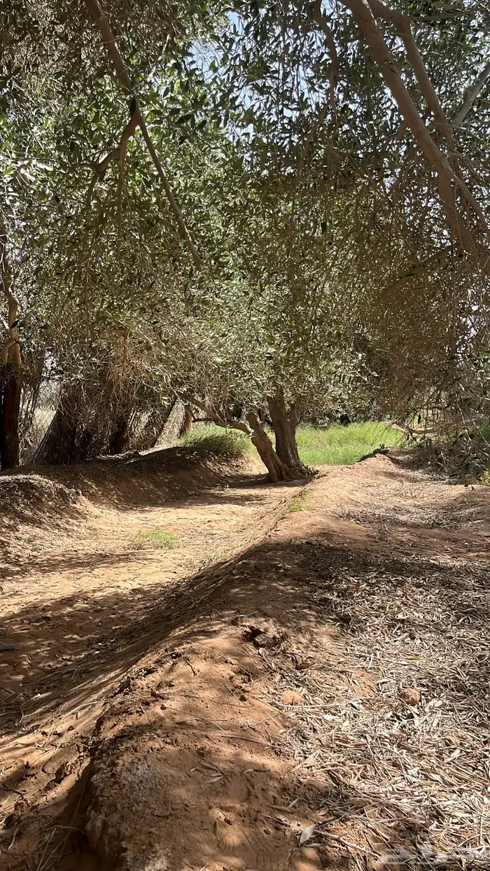 اشجار زيتون كبير وصغير 5