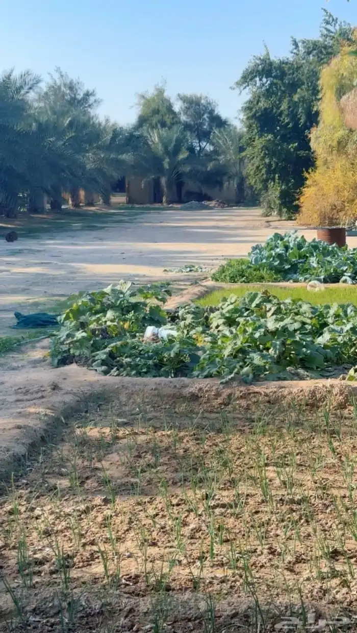 فرصة استثمارية  مزرعة للبيع متكاملة بصك شرعي في حفر الباطن 14