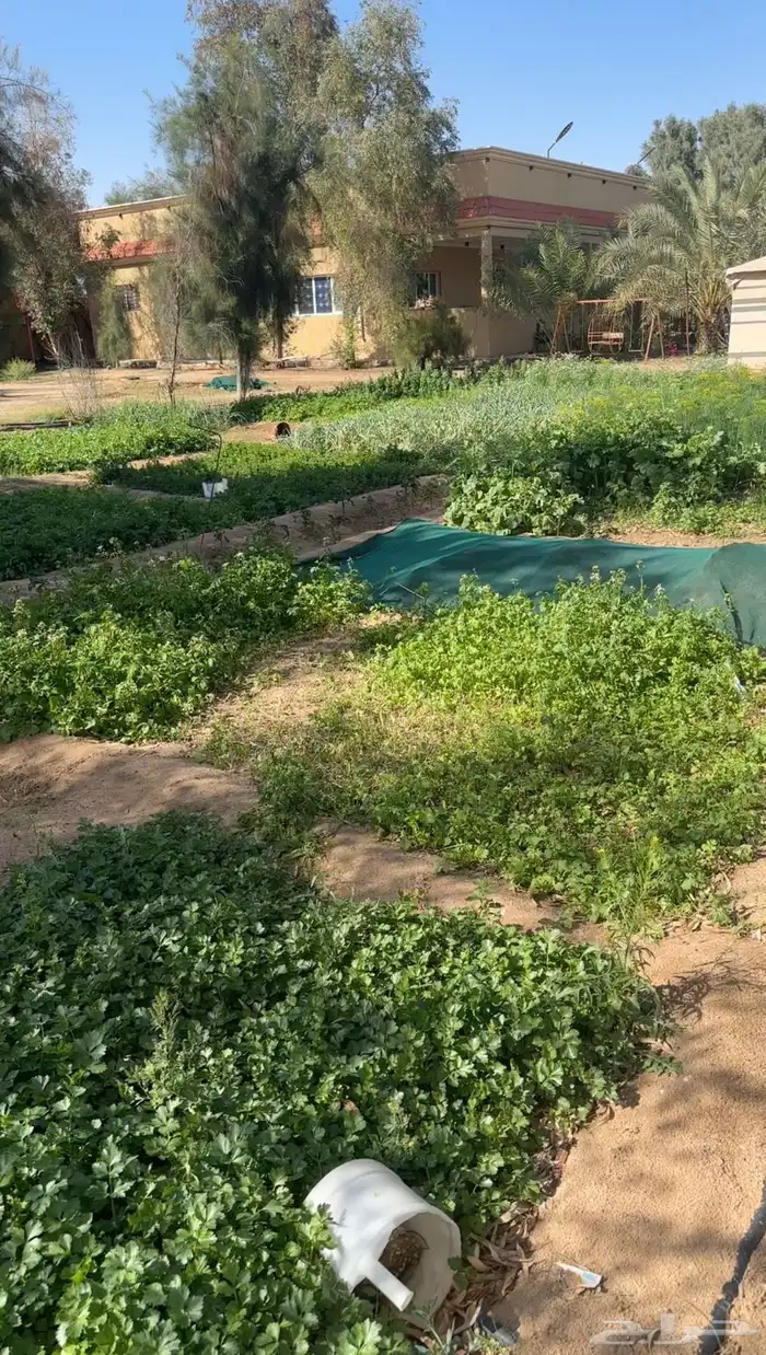فرصة استثمارية  مزرعة للبيع متكاملة بصك شرعي في حفر الباطن 24