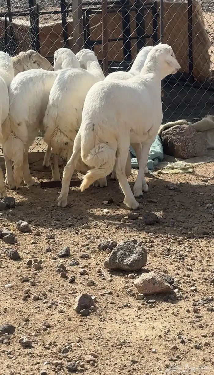 طليان جبر تم البيع 2