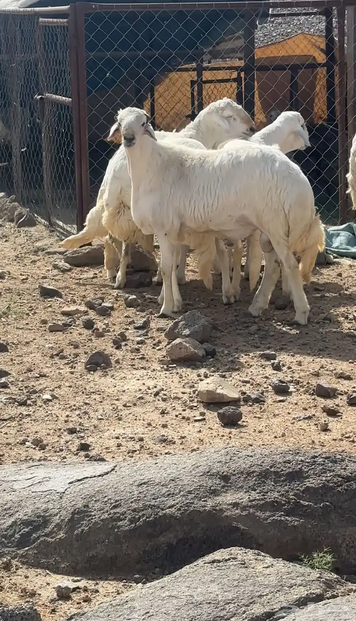طليان جبر تم البيع 0