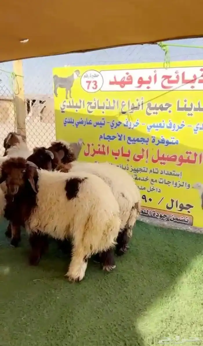 ذبايح نعيمي خرفان جبر كناور ذبائح نعيمي هرفي 0